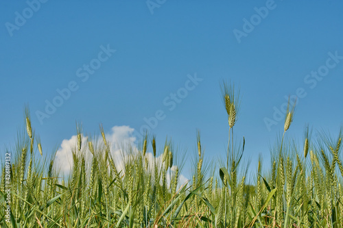 Hordeum vulgare. Common field grasses over blue sky and clouds