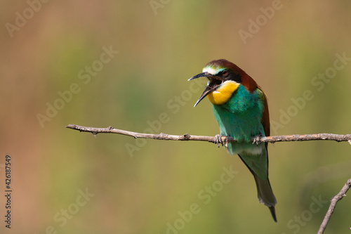 European bee eater Merops apiaster sitting on a branch with its beak open