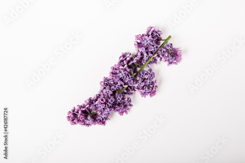 Lilac flowers on the white background. Flat lay. Minimalist style. Space for text