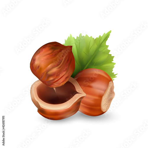 Hazelnut kernels are ripe and tasty, a healthy treat, a source of protein. For snacks and chocolate spread. Vector