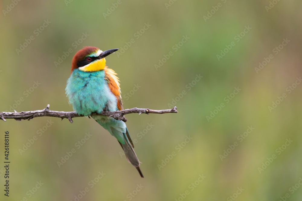 European bee eater Merops apiaster sits on a branch European bee eater Merops apiaster sits on a branch