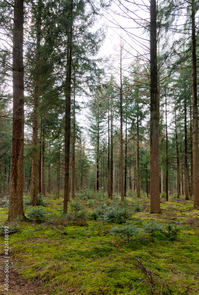 Forest in Drenthe (the Netherlands) close to Buinen and Exloo.
