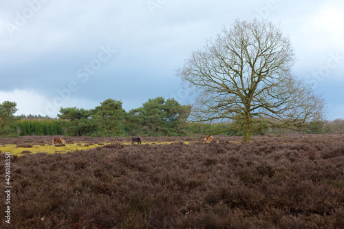 Heather landscape near Buinen in The Netherlands photo