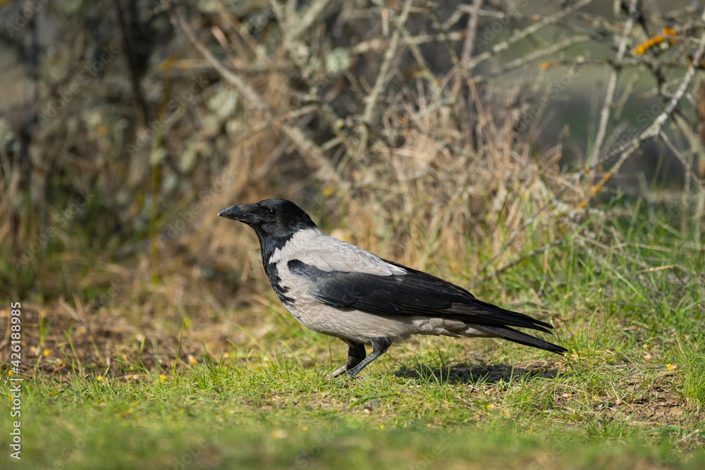 Birds Hooded Crow Corvus cornix. In the wild Birds Hooded Crow Corvus cornix. In the wild