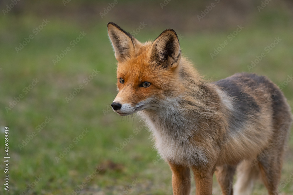 Fototapeta premium Portrait of a red fox Vulpes vulpes on a green background