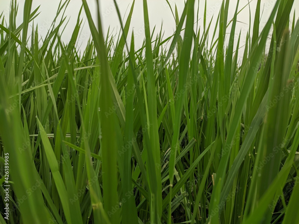 green grass background green grass background