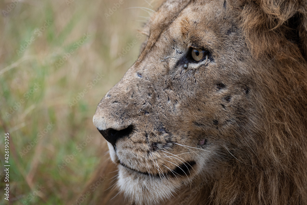 Fototapeta premium A Male Lion seen on a safari in South Africa