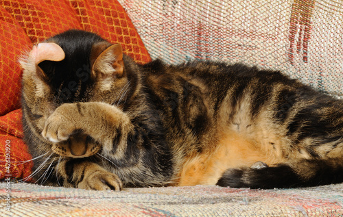 Shy kitty on couch