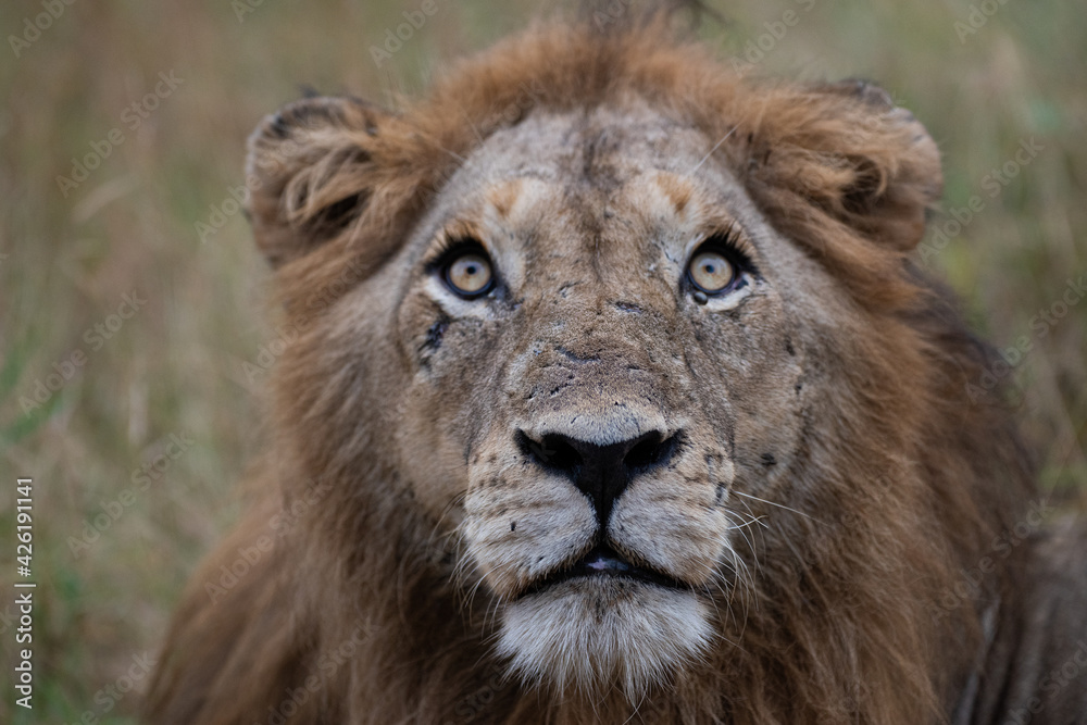 A Male Lion seen on a safari in South Africa A Male Lion seen on a safari in South Africa