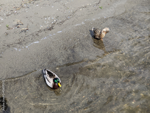 two colorful ducks walking along the sandy beach by the water of Lake Washington