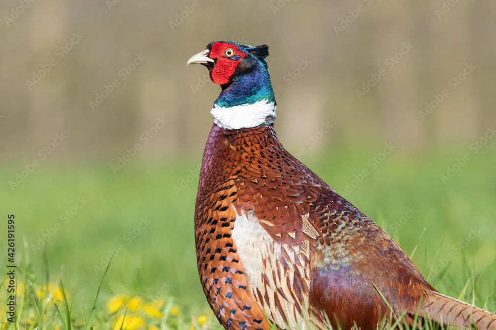 Fototapeta premium Portrait of a male pheasant (phasianus colchicus) in a meadow