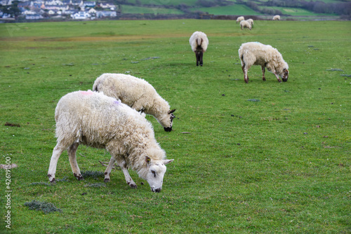 Sheep grazing in a field they are free range and can roam around the meadow