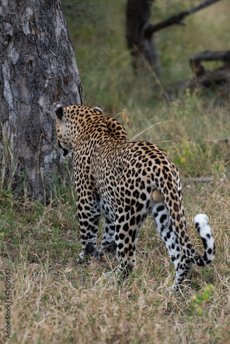 A male Leopard seen patrolling his territory on a safari in South Africa