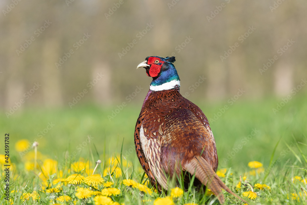 Fototapeta premium Portrait of a male pheasant (phasianus colchicus) in a meadow