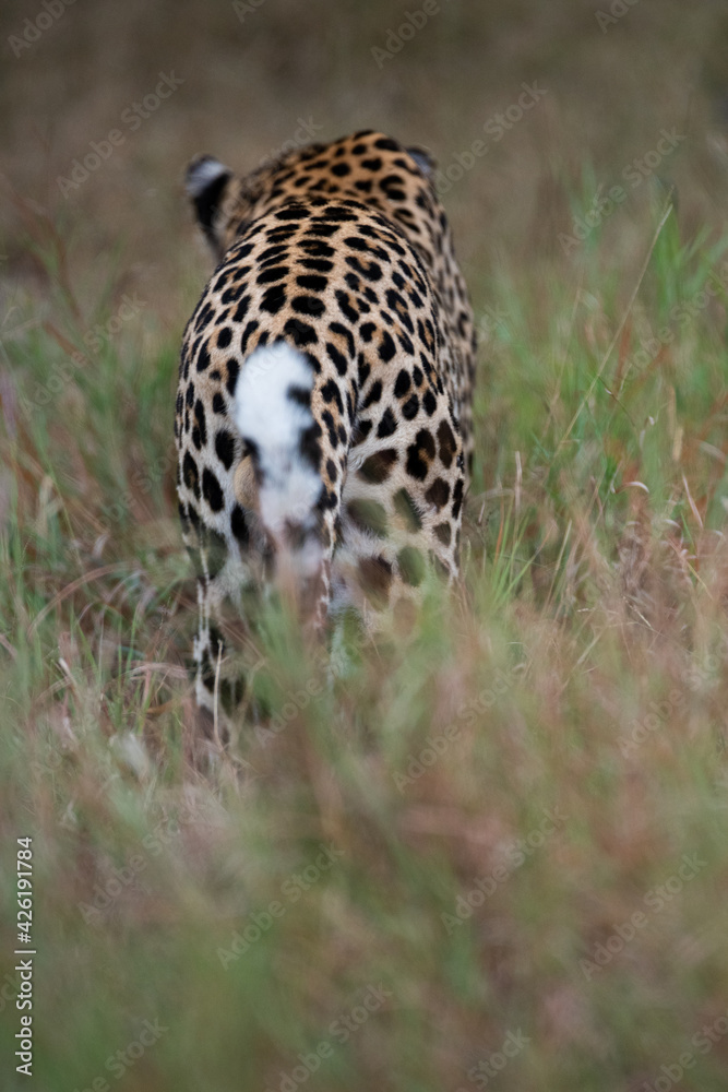 Naklejka premium A male Leopard seen patrolling his territory on a safari in South Africa