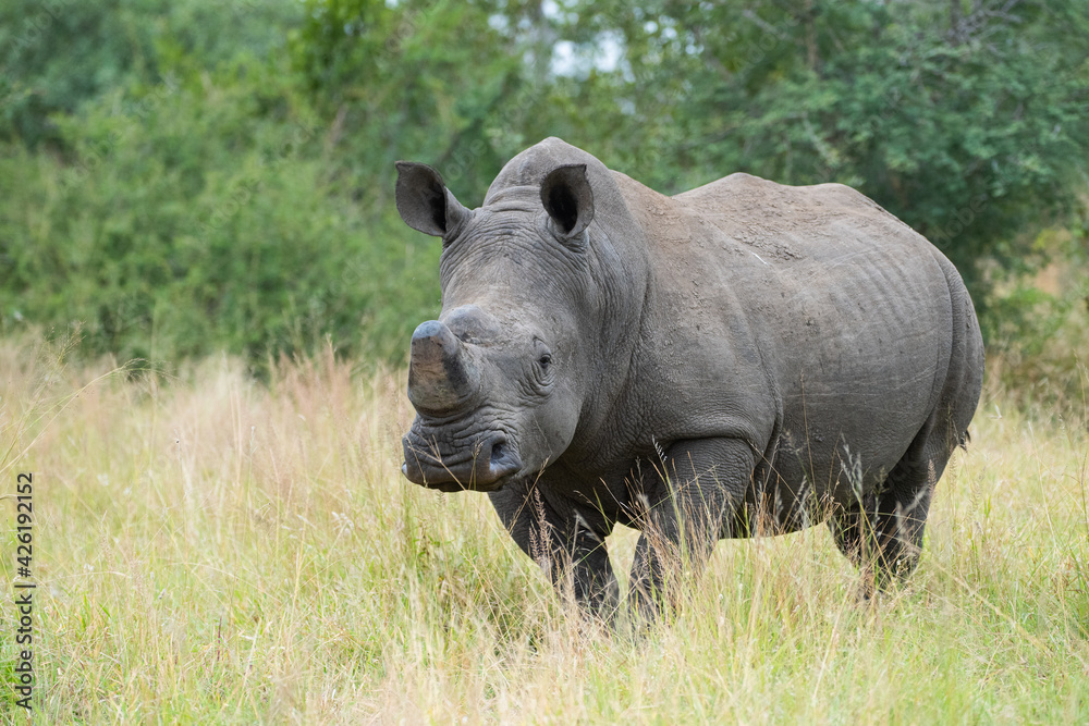 Naklejka premium A de-horned White Rhino seen on a safari in South Africa