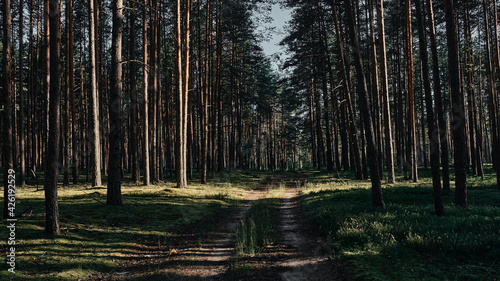 Forest in the morning