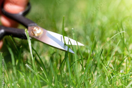 Fotografía Close-up detail view of man hand cutting green grass on backyard garden with small nail scissors on bright summer sunny day