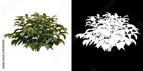 Front view of plant (Solarum Tuberosum) png with alpha channel to cutout 3D rendering photo