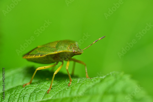 Bedbug on a green leaf in the garden. Photos of tiny insects living in the garden. High quality photo