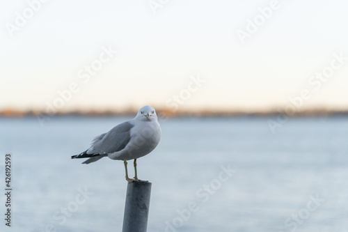 A Seagull on a sunny day in the evening near Lake Ontario