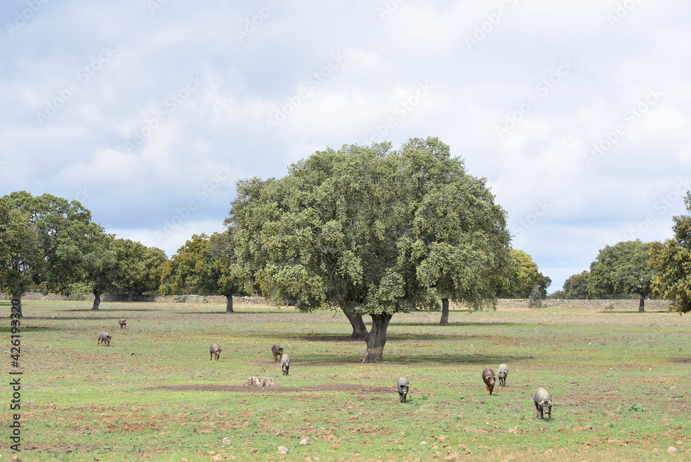 Iberian pigs grazing in the Extremadura pasture Iberian pigs grazing in the Extremadura pasture