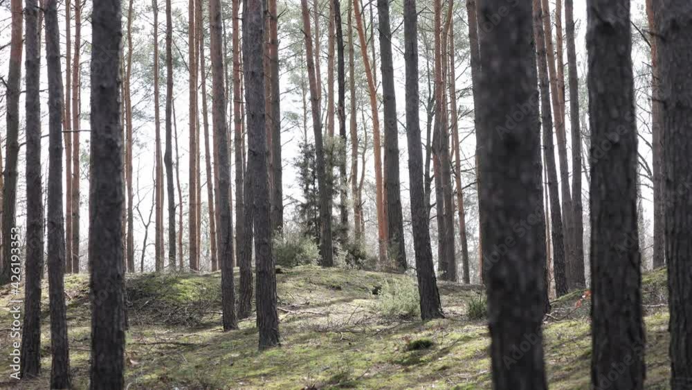 clip that shows morning in beautiful wood, with old, great trees. clip that shows morning in beautiful wood, with old, great trees.