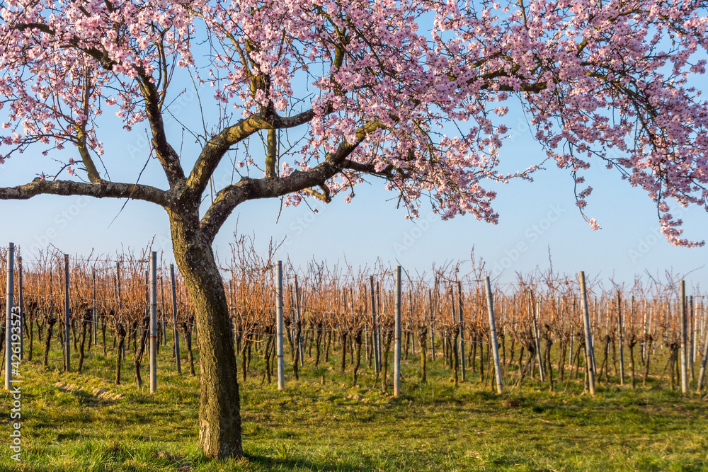Fototapeta premium Mandelbaumblüte (Prunus dulcis), Frühling in der Südpfalz