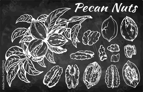 Sketch hand drawn set of pecan nuts with leaves isolated on chalkboard. Botanical, healthy snack, drawing food, line art nut, branch, plant, engraved walnut on blackboard. Vector illustration.