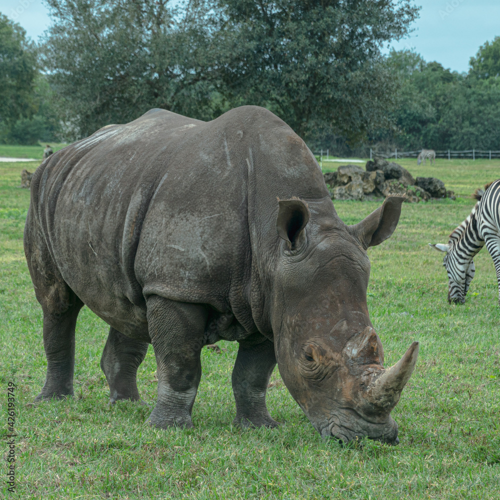 Obraz premium rhino in the wild