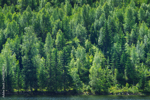 Green tree forest on the la...