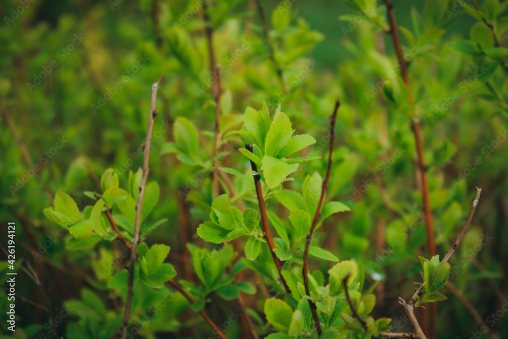 Macro photo of green leaves. Perfect natural pattern. Beautiful background made with young leaves. Selective focus. Flat lay, top view. Macro photo of green leaves. Perfect natural pattern. Beautiful background made with young leaves. Selective focus. Flat lay, top view.