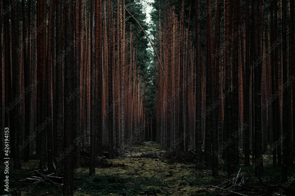 Naklejka premium Dark forest