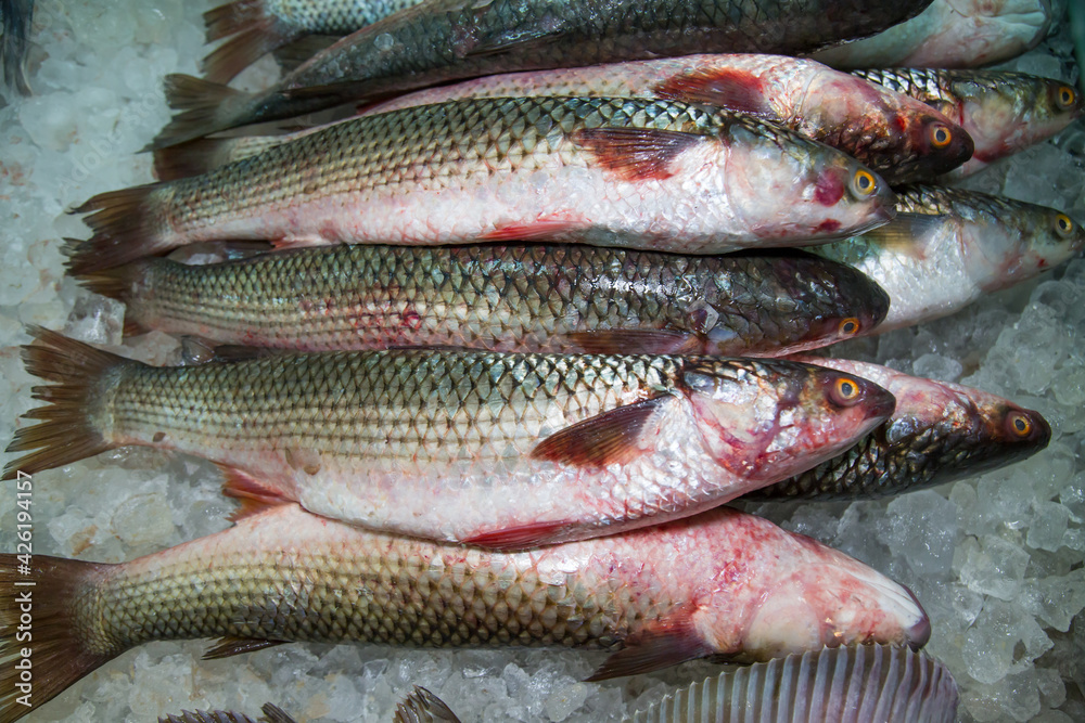 Mullet chilled on pieces of ice vnaval, sea products, semi-finished products.