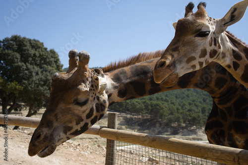 Fototapeta Naklejka Na Ścianę i Meble -  giraffes outdoors in Alicante, Spain