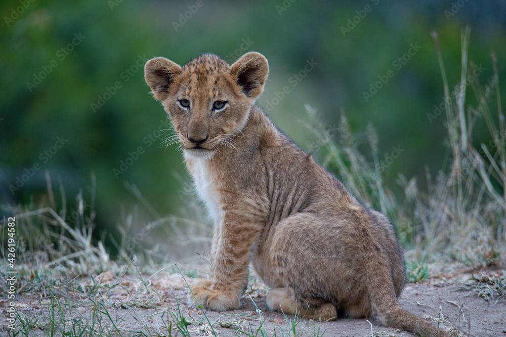 Naklejka premium A Lion cub seen on a safari in South Africa