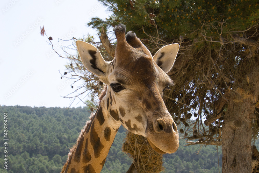 Naklejka premium giraffes outdoors in Alicante, Spain