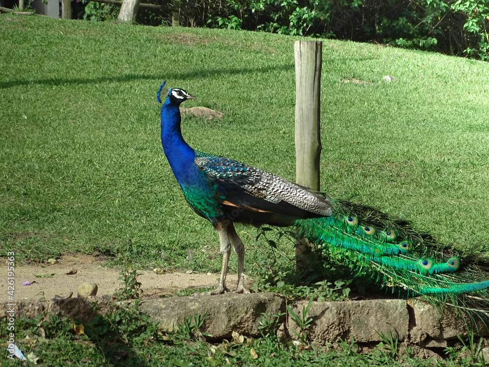 Fototapeta premium peacock in the garden