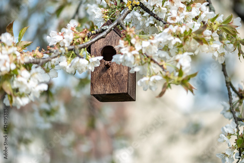 Birdhouse in spring with blossom cherryflower photo