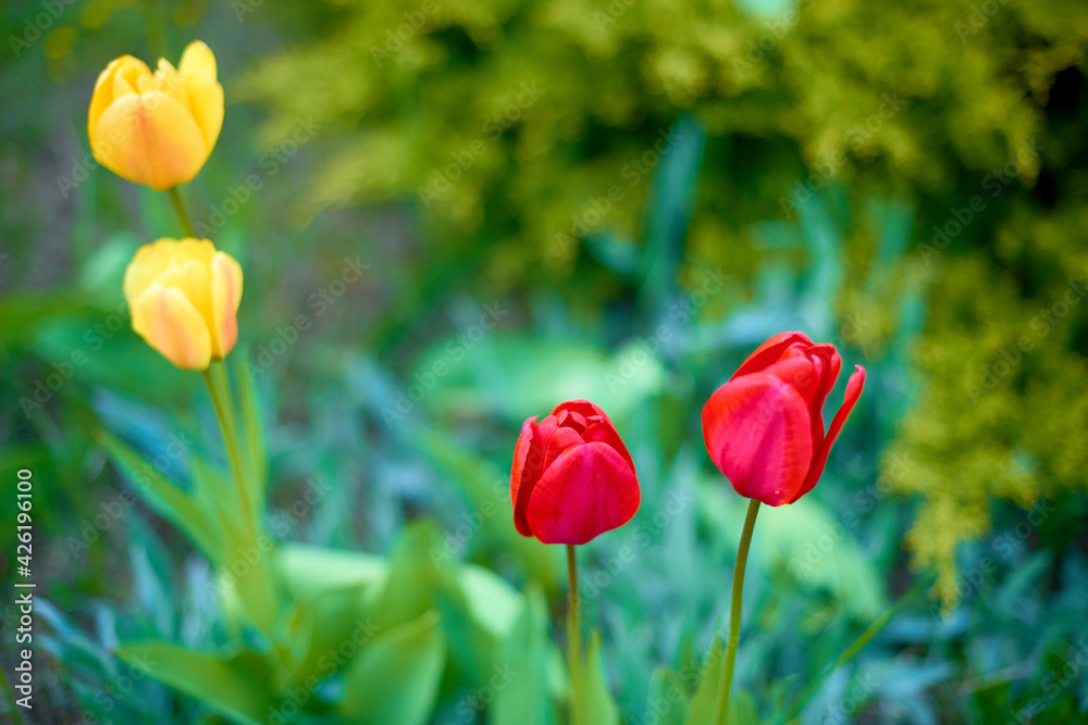four red end yellow tulips blooming in flower bed in garden in April. tulips on a lawn in spring four red end yellow tulips blooming in flower bed in garden in April. tulips on a lawn in spring