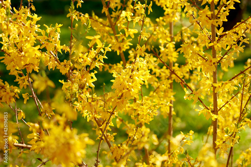 Yellow forsythia Lynwood first spring flowers. spring flowering yellow shrub in garden