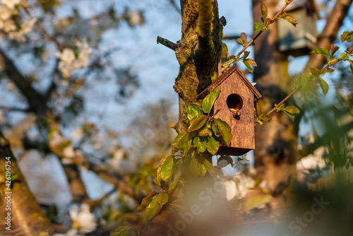 Birdhouse in spring with blossom cherryflower photo