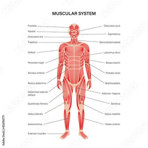 Human muscular system