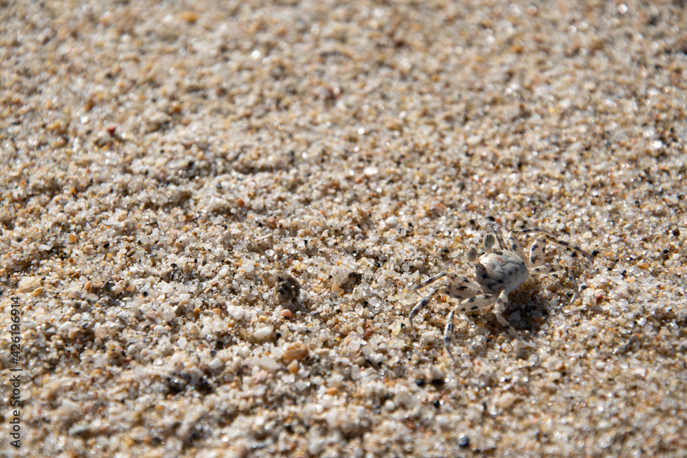 A small crab walking on the beach. Wild animals of the ocean.