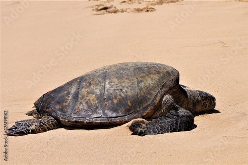 turtle on the beach