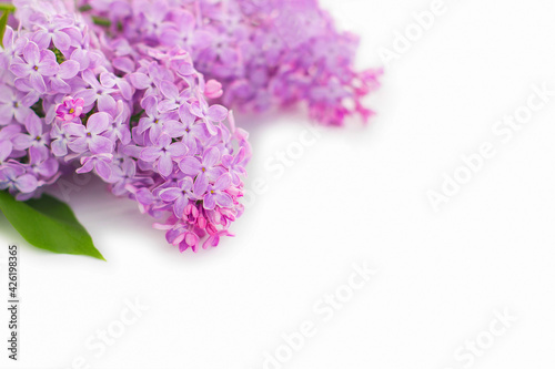 Floral background lilac flowers on white background