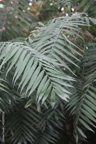 beautiful palms leaf, photo from the greenhouse