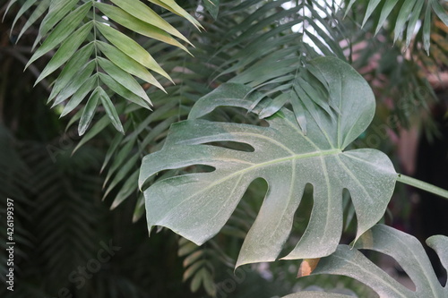 Green Monstera Leaves aka Swiss Cheese Plant or Monstera Deliciosa in Dark Tone. Tropical Jungle Pine Green