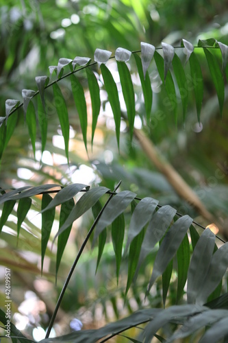 beautiful palms leaf, photo from the greenhouse
