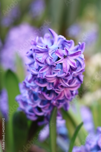 purple hyacinth with beautiful petals, grown in a greenhouse